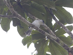 Pachyramphus rufus