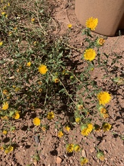 Grindelia squarrosa
