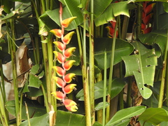 Heliconia