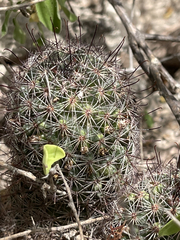 Mammillaria dioica dioica