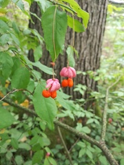 Euonymus verrucosus