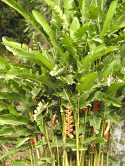 Heliconia