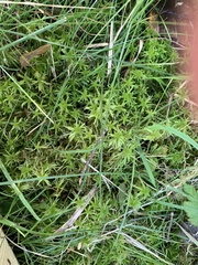 Sphagnum