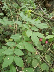 Euonymus verrucosus