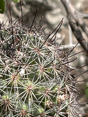 Mammillaria dioica dioica