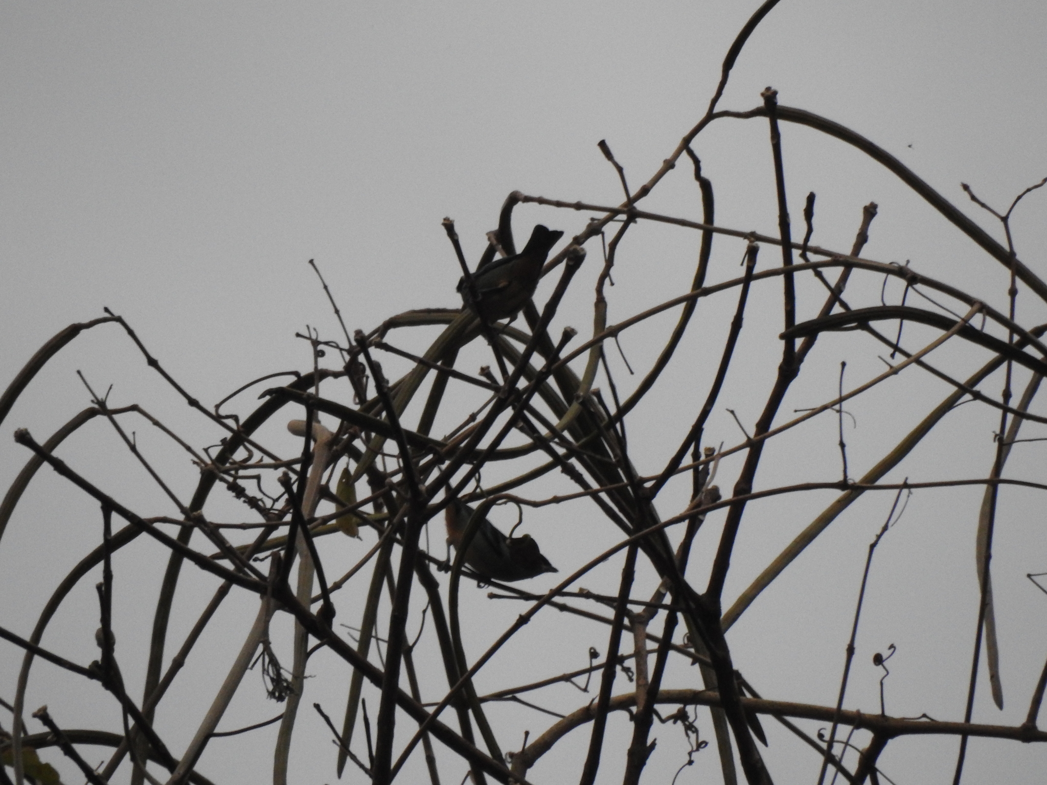 Blue-browed Tanager (Tangara cyanotis), photo 1