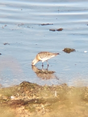 Calidris ferruginea