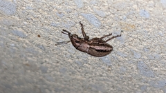 Naupactus peregrinus