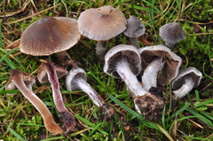 Cortinarius hemitrichus