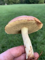 Suillus granulatus