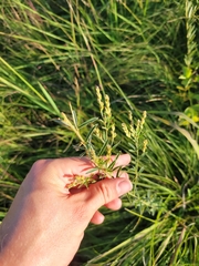 Lespedeza leptostachya