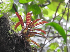 Tillandsioideae
