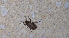 Naupactus peregrinus
