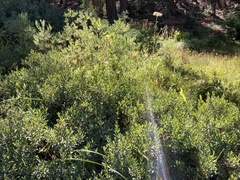 Vaccinium uliginosum