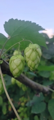 Humulus