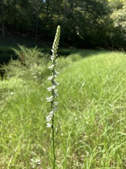 Spiranthes lacera gracilis