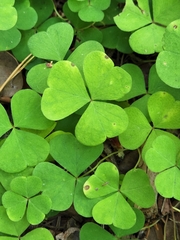Oxalis acetosella