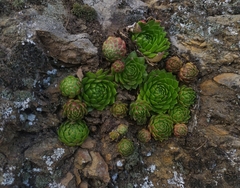 Sempervivum globiferum