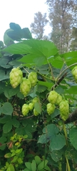 Humulus