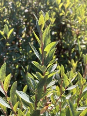 Vaccinium uliginosum