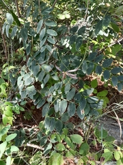 Lathyrus ochroleucus