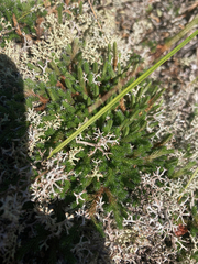 Selaginella rupestris