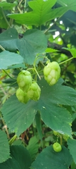 Humulus