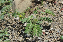 Senna apiculata