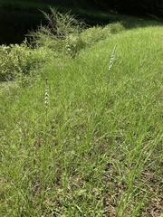 Spiranthes lacera gracilis