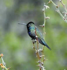 Eriocnemis glaucopoides