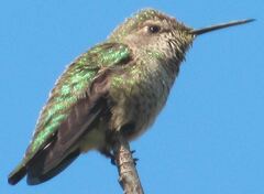 Calypte anna