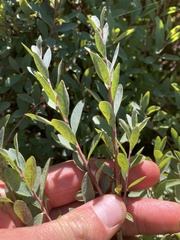 Vaccinium uliginosum
