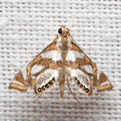 Chrysendeton medicinalis