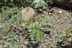 Senna apiculata