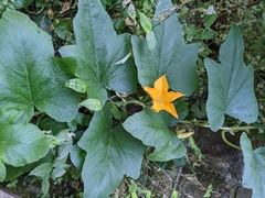 Cucurbita