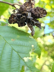 Taphrina robinsoniana