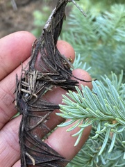 Herpotrichia juniperi