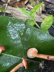 Lactarius subserifluus