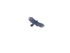Spizaetus tyrannus
