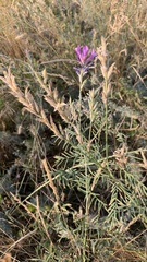 Astragalus varius
