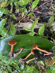 Lactarius subserifluus