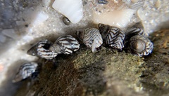 Echinolittorina placida