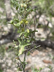 Ambrosia ambrosioides