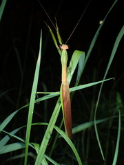 Tenodera aridifolia