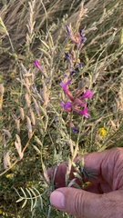 Astragalus varius