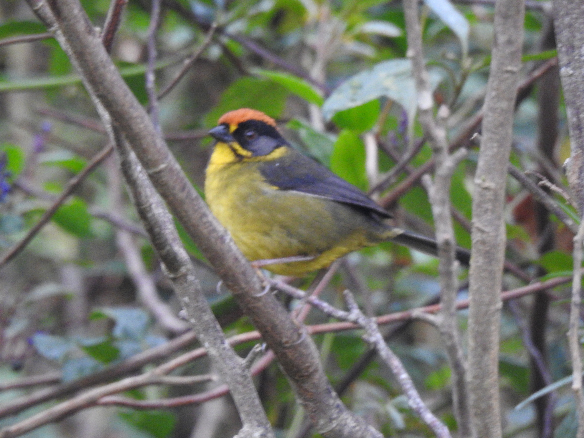 Bolivian Brushfinch (Atlapetes rufinucha), photo 5