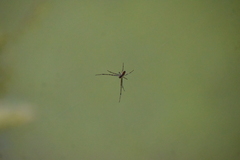Tylorida
