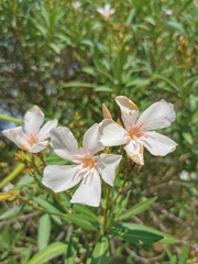 Nerium oleander