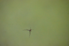 Tylorida