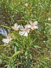 Nerium oleander